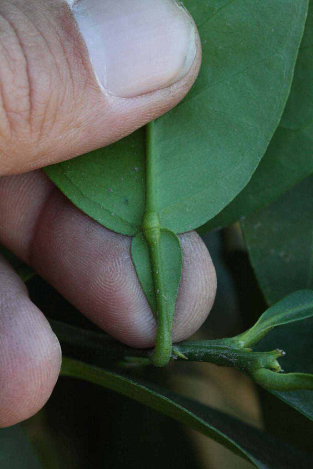              Petiole (Riverside, CA)       